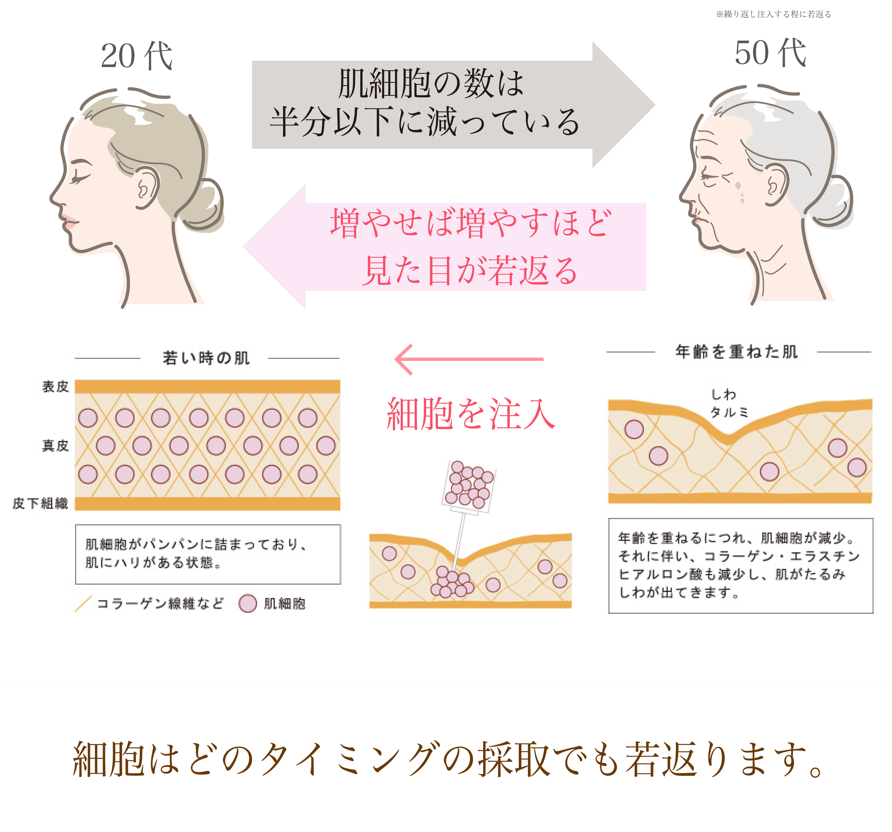 若返る仕組み