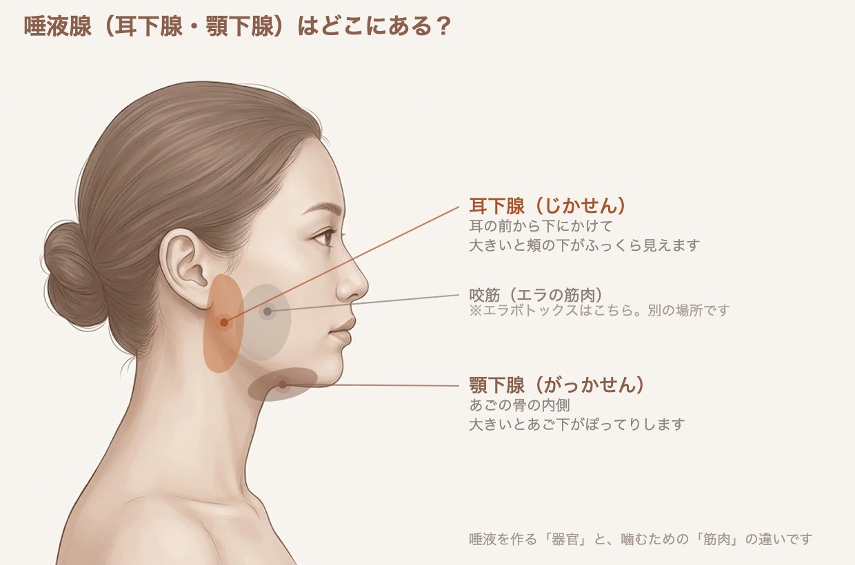 唾液腺（耳下腺・顎下腺）と咬筋の位置を示したイラスト