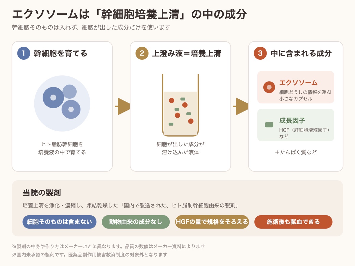 エクソソームは幹細胞培養上清に含まれる成分。幹細胞の培養から、エクソソームと成長因子(HGF)ができるまでと、当院の製剤の特徴